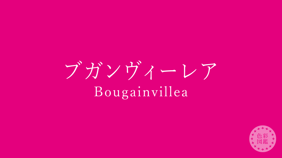 ブガンヴィーレア（Bougainvillea）の色見本