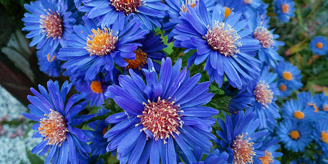 青色の花の花言葉 アサガオ アジサイ カーネーション カラーセラピーランド