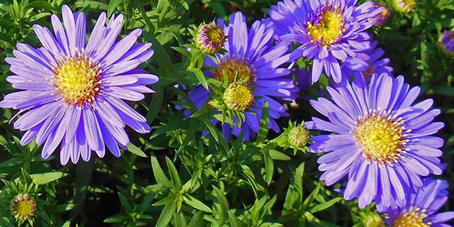 紫色の花の花言葉 アサガオ パンジー チューリップ カラーセラピーライフ