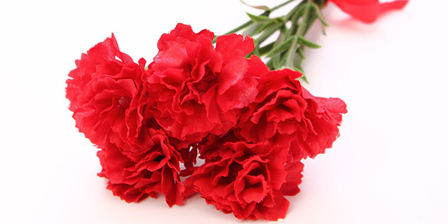 色で変わる カーネーション の花言葉 母の日の赤と白の花の意味 カラーセラピーランド