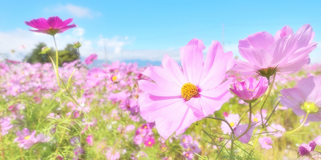 ピンク色の花の花言葉 チューリップ カーネーション コスモスなど カラーセラピーライフ
