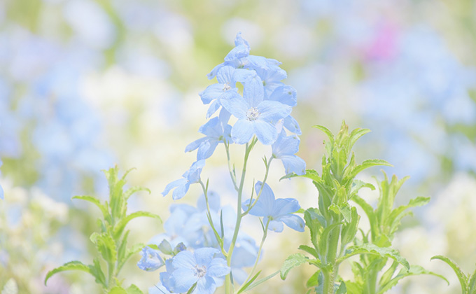 青色の花の花言葉 アサガオ アジサイ カーネーション カラーセラピーランド カラーセラピーライフ