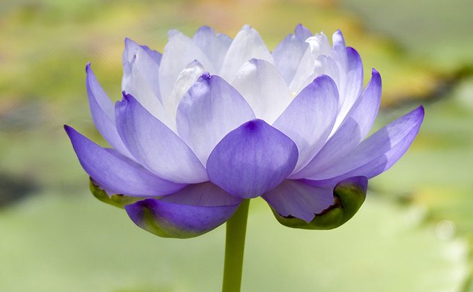 紫色の花の花言葉 アサガオ パンジー チューリップ カラーセラピーランド