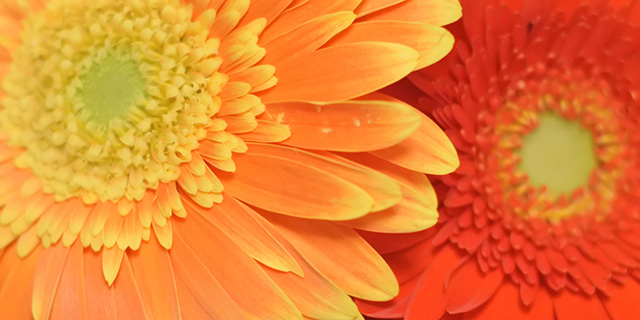 オレンジ色の花の花言葉 ガーベラ カーネーション バラ カラーセラピーランド カラーライフスタイル