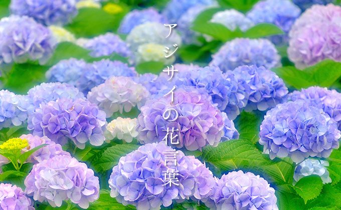 色で変わる 紫陽花 アジサイ の花言葉 青 紫 白 ピンク カラーセラピーランド