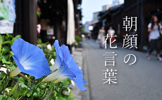 色で変わる 朝顔 アサガオ の花言葉 青 白 紫 カラーセラピーライフ